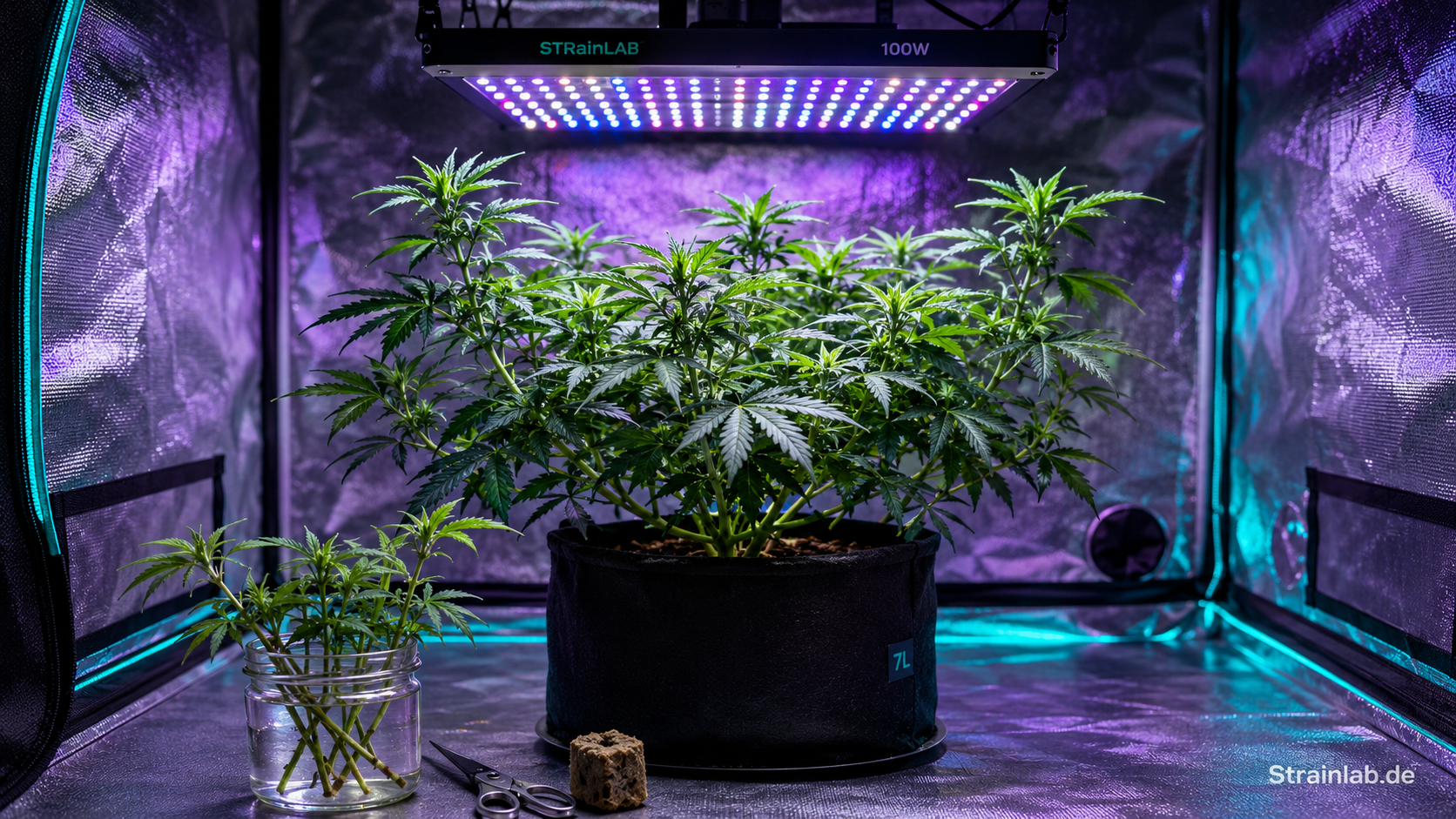 Cannabis Mutterpflanze im 80x80-Grow-Zelt unter LED-Licht: bushy, mehrfach getoppt, mit frisch geschnittenen Stecklingen daneben