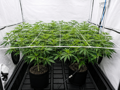 Elastisches ScrOG-Spaliernetz mit 4-Zoll-Maschen im Growzelt aufgespannt – Ertragsnetz für LST und HST