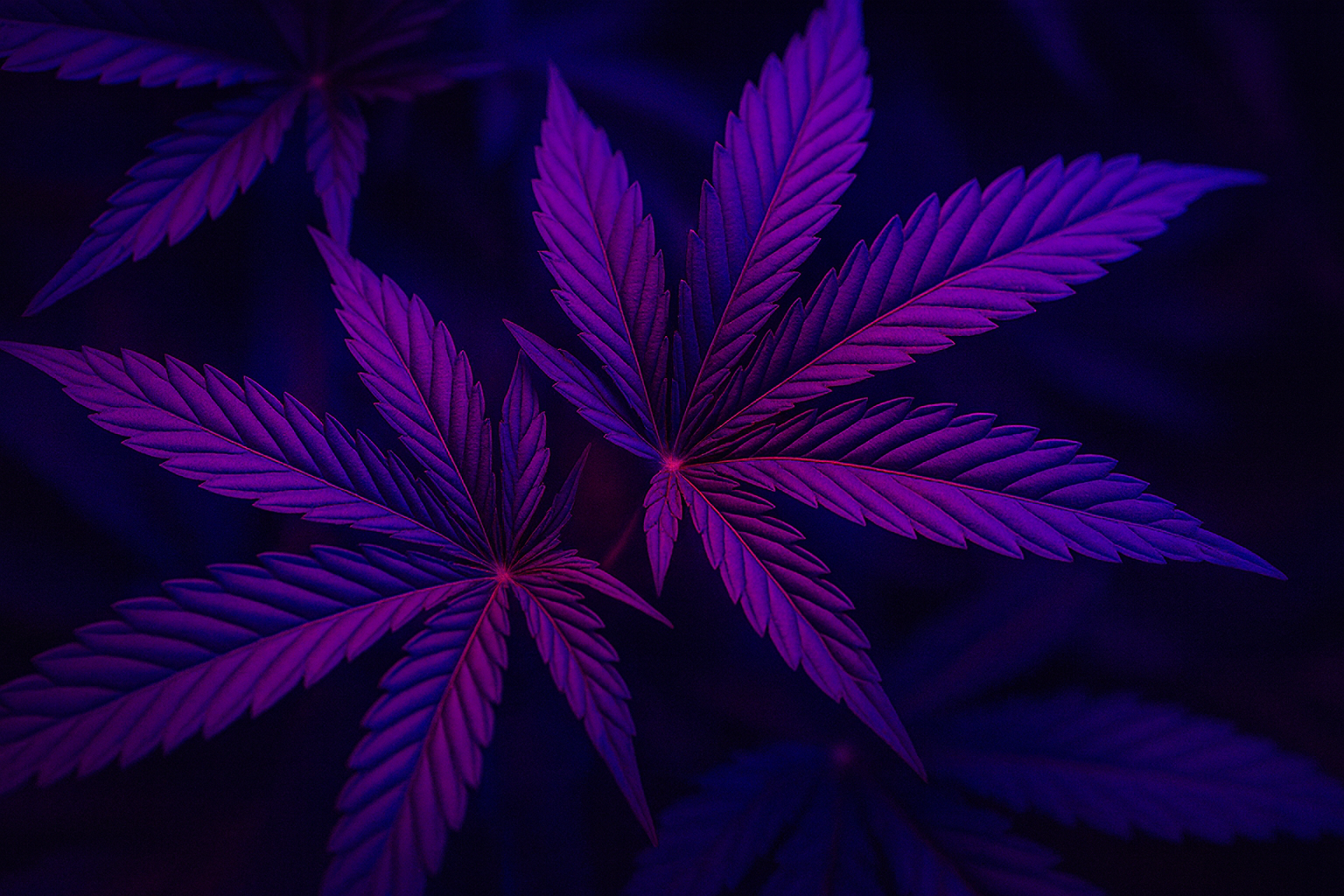 Cannabis Stecklinge, Samen & Grow-Equipment