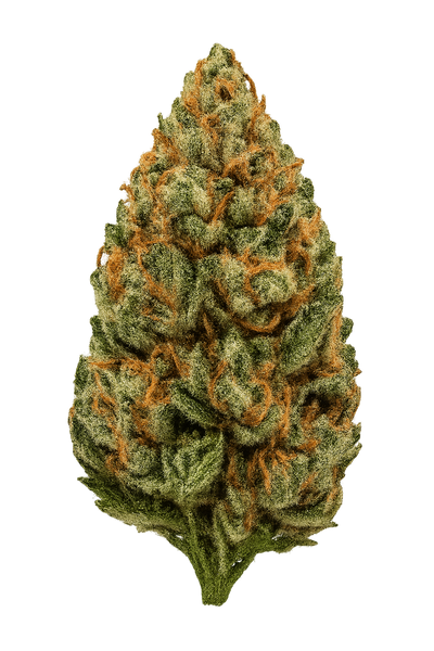IMPERIUM X® (Anesia Seeds)